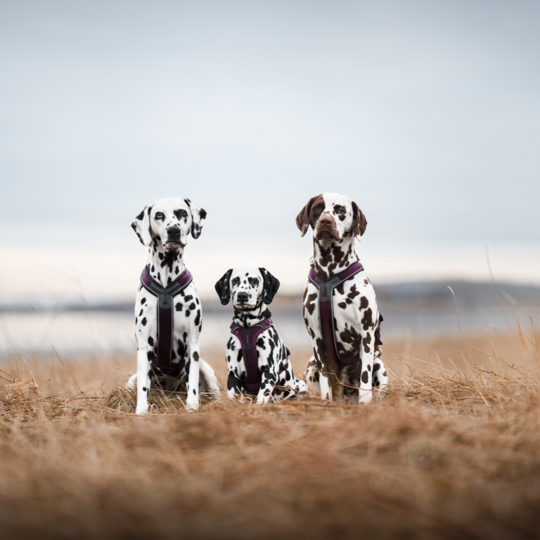 Non-Stop Dogwear Line Harness 5.0